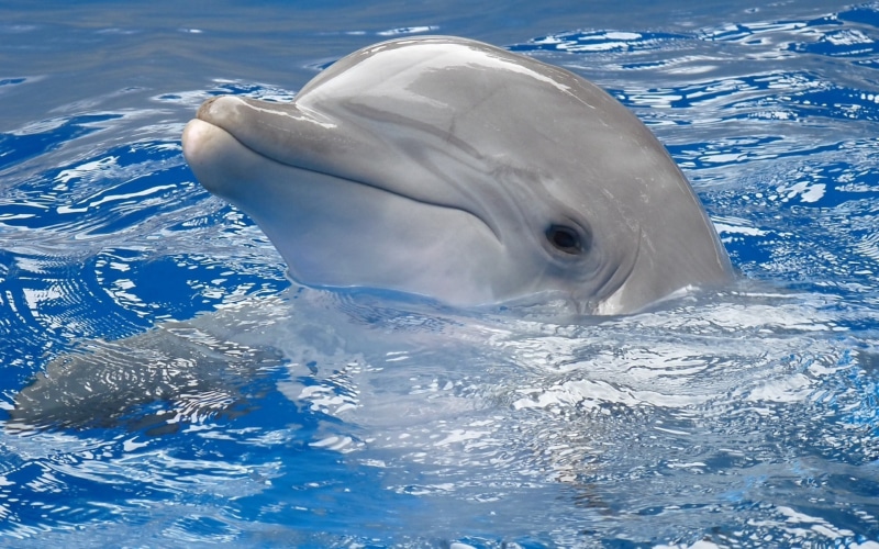 animals, 1080P, dolphin
