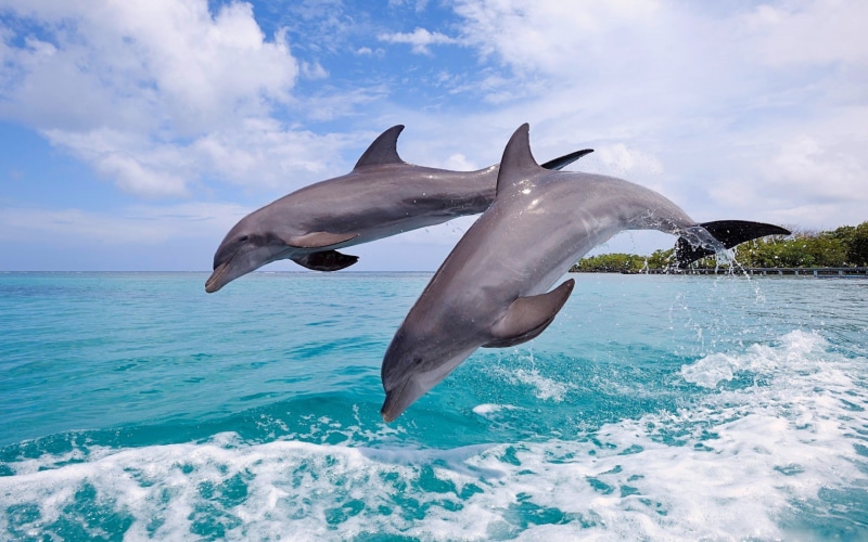dolphin, jumping, animals, 720P, sea