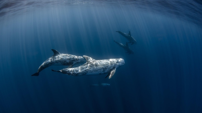 marine mammal, 4K, dolphin, underwater, marine biology, common bottlenose dolphin, water, sea