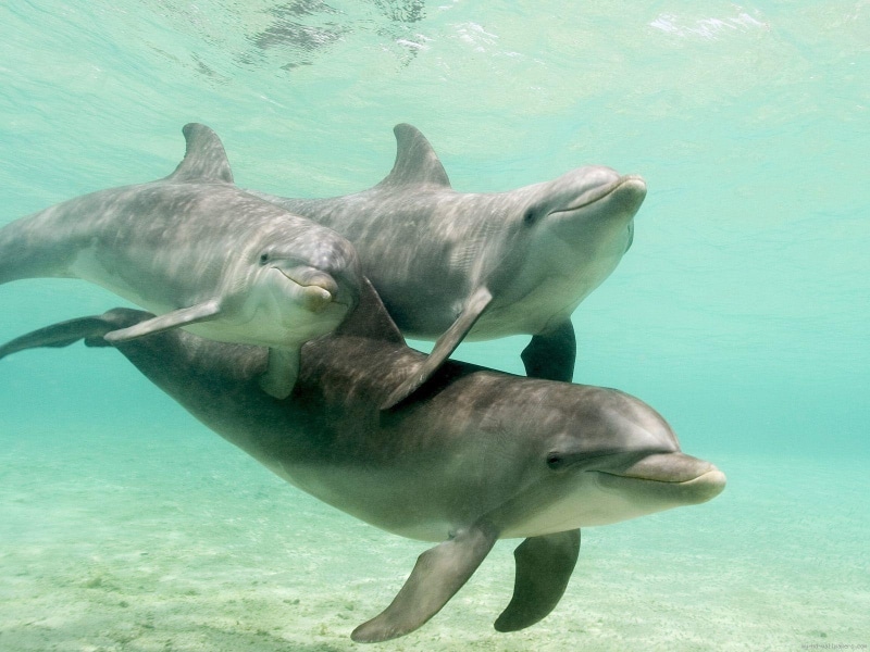 animal, water, love, dolphin, 720P, dolphins, family, sea, gray