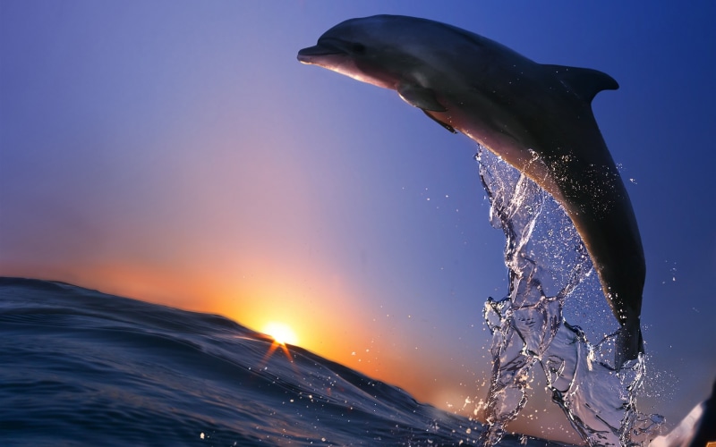 Jump, Sea, 2K, Spray, Sunset, Ocean, Dolphin