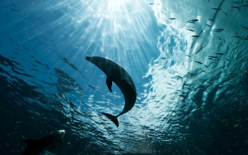 no people, animals in the wild, vertebrate, dolphin, fish, swimming, 720P, animals, animal themes, sea, low angle view, nature, school of fish, animal