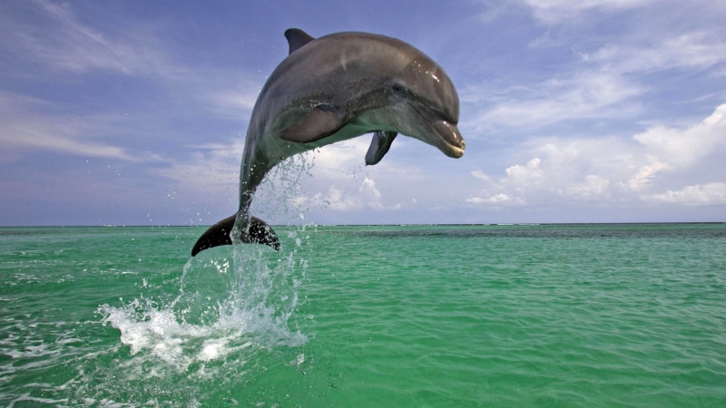 mid-air, horizon over water, dolphin, animal wildlife, outdoors, sky, underwater, no people, animal themes, 1080P, animals in the wild, sea, cloud - sky