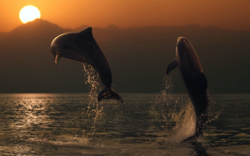 mammal, nature, marine, vertebrate, water, animal, aquatic mammal, animals in the wild, sun, splashing, outdoors, animal themes, no people, sea, animals