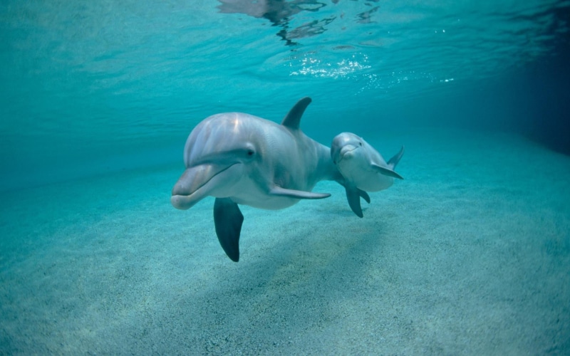 animals, 2K, dolphin