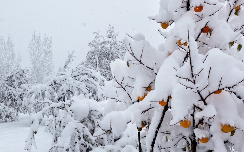 snowcapped mountain, tranquil scene, plant, snow, white, branch, peaches, beauty In Nature, cold - Temperature, frozen, nature, backgrounds, land, extreme weather