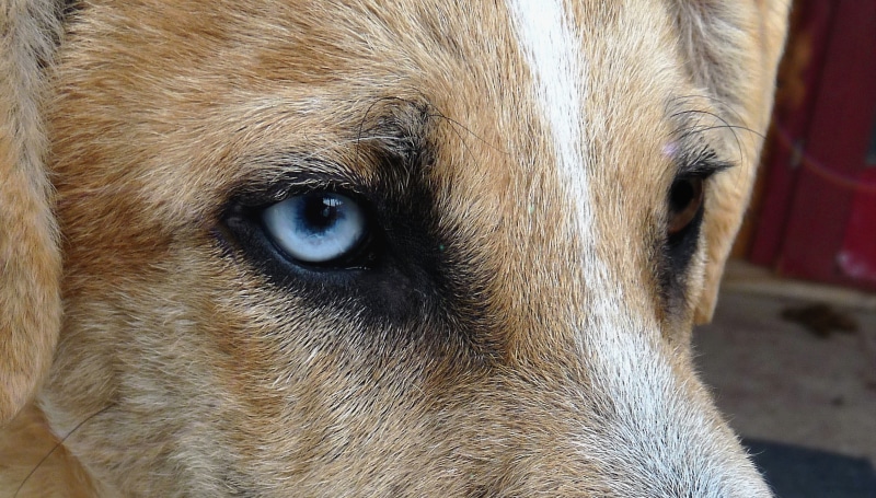 body part, canine, no people, dog, animal themes, domestic, whisker, 4K, animal, animal head, close-up, mammal, pets, domestic animals, day, blue, eyeball