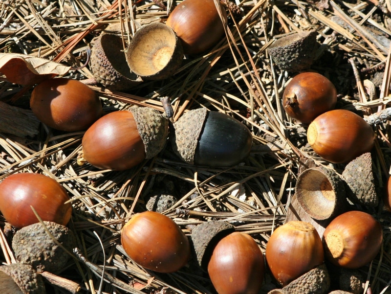 species, ecology, black acorn, fruit, acorns, food, full frame, Animal Food, dietary staple, Nuts, shell, high angle view, directly above, raw, nut, autumn
