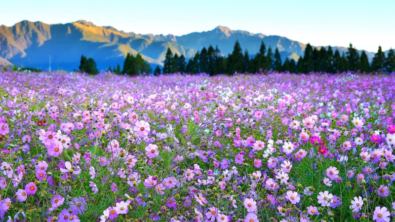 purple flowers, flower, gesang flower, field, cosmos flower, blossom, flower carpet, flower field, gesang, bloom, 4K