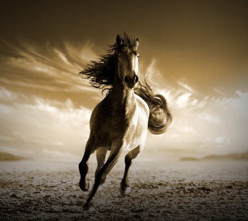2K, Running Horse