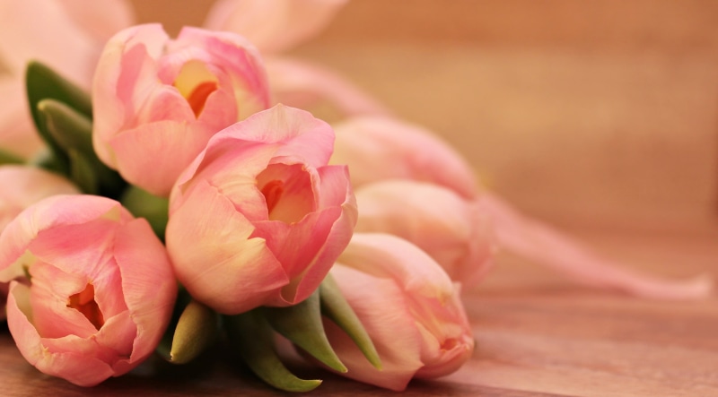 give, loop tape, focus on foreground, bouquet, greeting, fragility, pink, tulips, pink color, spring flower, rose - flower, tulips pink, tulipa, map, bow pink
