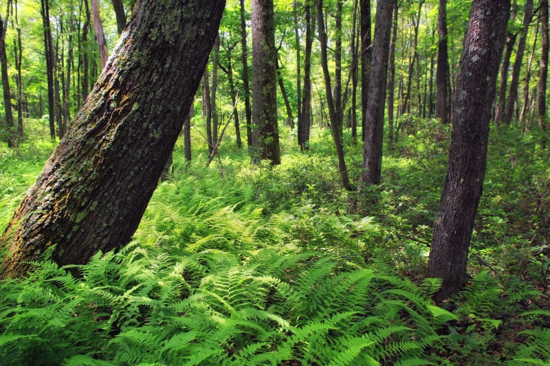 grasses, Run, landscape, creative commons, Clinton County, plants, Sproul State Forest, black, nature, forest, undergrowth, outdoors, Draft, black forest