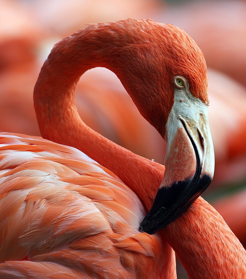 red, photo, swan, 2K, close, bird, white, canon, flamingo, beak, florida, white swan, pink flamingo, animal, nature, busch gardens, zoo, animals In The Wild