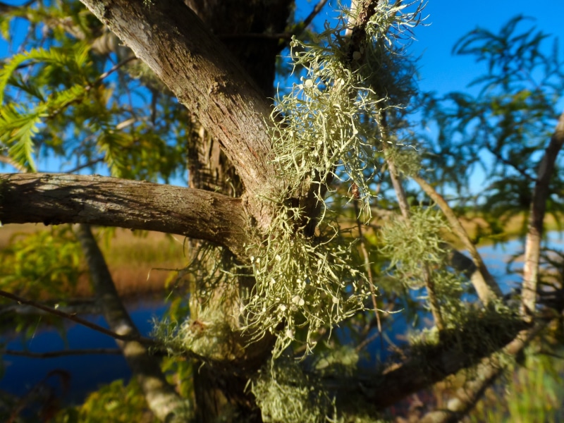 trunk, symbiosis, nature, outdoor, sunlight, old mans beard, environment, blue, lichen, focus on foreground, sky, outdoors, tranquility, fungus, tree moss