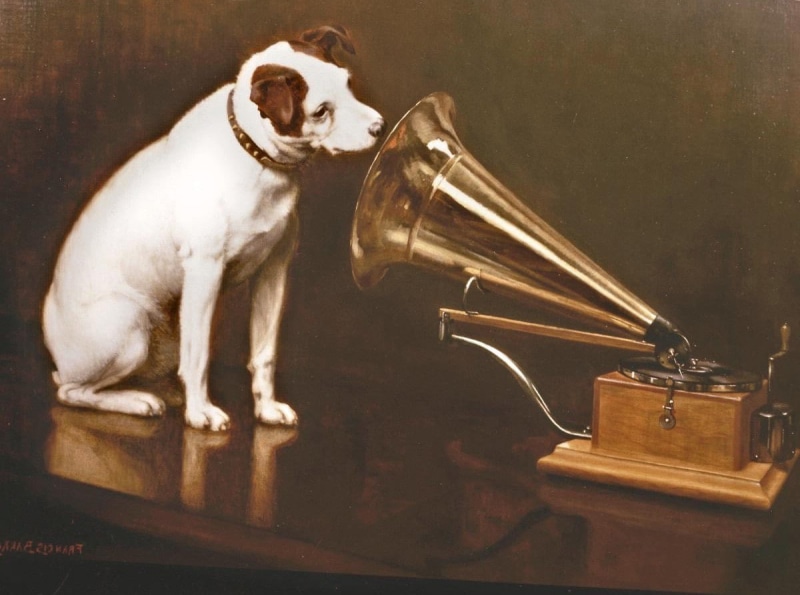 dog, musical instrument, mammal, pets, music, dogs gramophone hmv, studio shot, arts culture and entertainment, domestic, no people, indoors, canine, musical equipment
