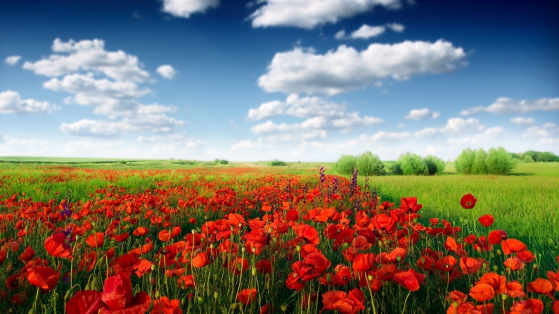 environment, land, tranquility, flowerbed, 1080P, flower head, rural scene, sky, fragility, cloud - sky, outdoors, widescreen nature  high resolution 1920x1080