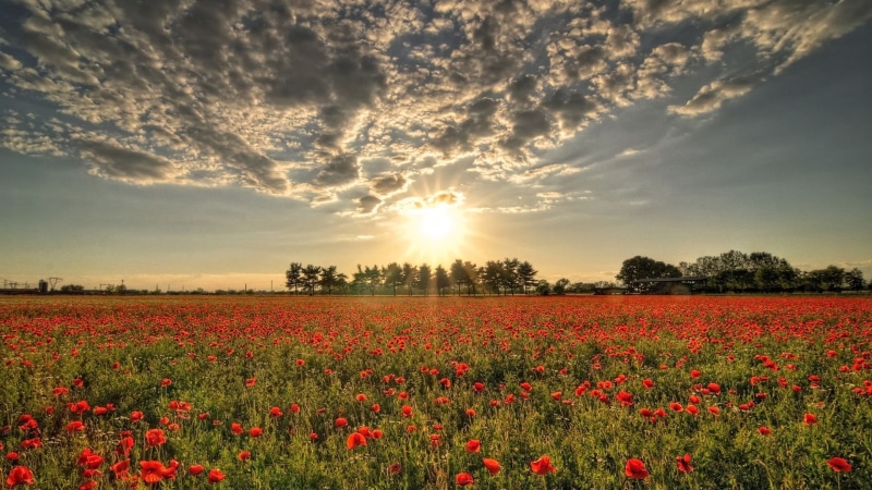 no people, tranquil scene, sun, 1080P, red, tranquility, flowerbed, environment, cloud - sky, nature, freshness, growth, sunset, flowering plant, plant