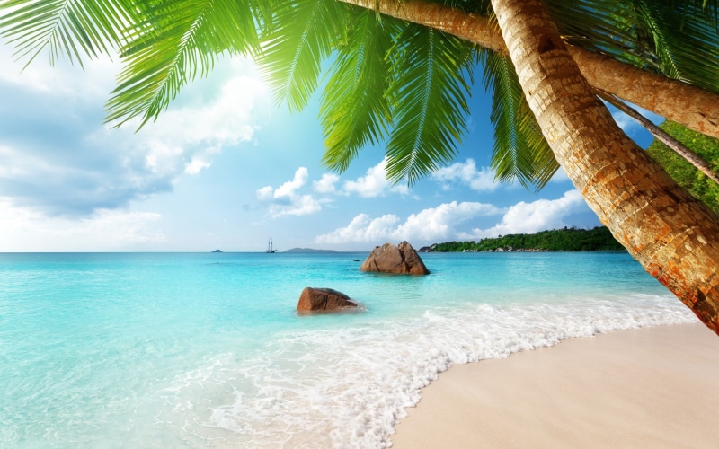 outdoors, sea, tree, nature, palm tree, sand, sky, tranquility, nature screen backgrounds 1920x1200, coconut palm tree, water, beauty in nature, beach