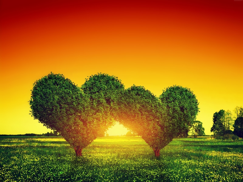 5K, love image, tree, heart, 5k