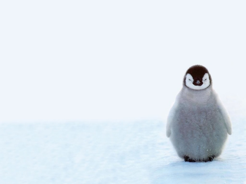 baby, cute, 480P, cute baby penguins, winter, penguins, snow, animals