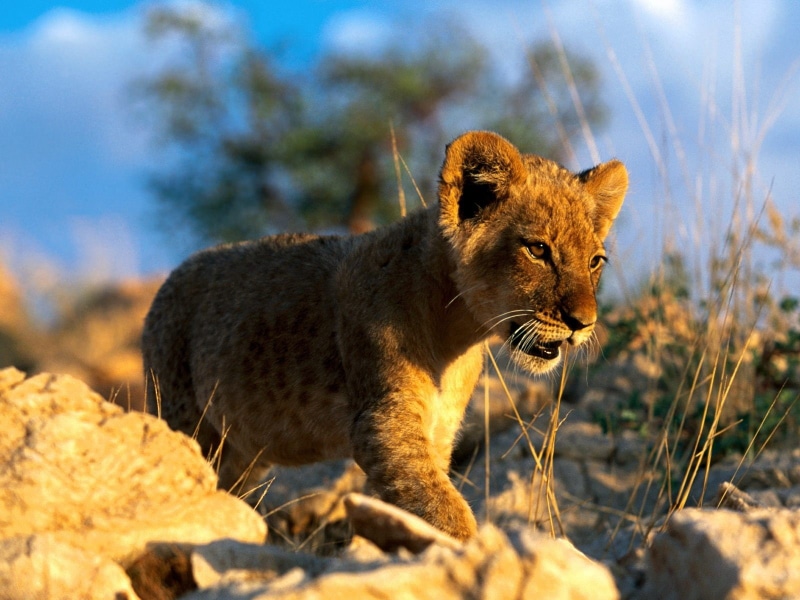 baby, lion, 720P, animals, cub, baby animals, brown