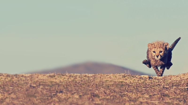 nature, 1080P, cheetahs, grazing, animal wildlife, animals, agriculture, sheep, farm, copy space, animals In The Wild, summer, cheetah, mammal, field