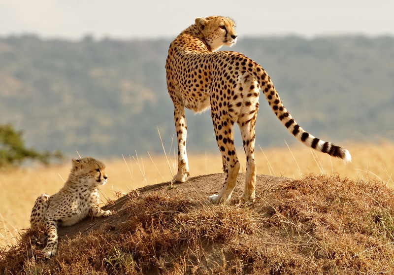 plant, outdoors, cub, covered, cheetahs, cheetah, nature, cat, standing, ground, mammal, day, two animals, group of animals, animals, animal themes, undomesticated cat