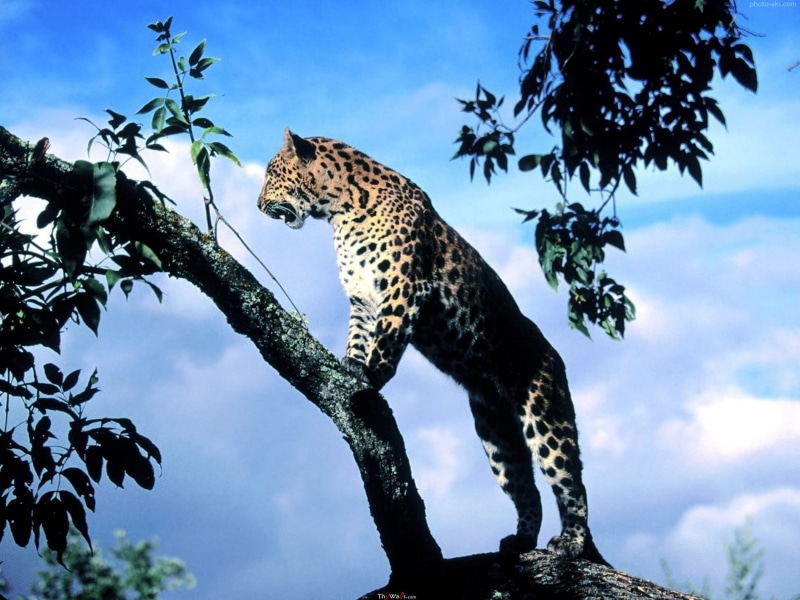 720P, animal themes, leopard, no people, vertebrate, undomesticated cat, animals in the wild, cheetah, nature, animal, animal wildlife, cat, animals, branch