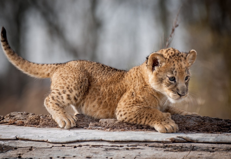 carnivora, no people, nature, cub, focus on foreground, day, lion cub, undomesticated cat, animals, mammal, feline, young animal, profile view, cheetah