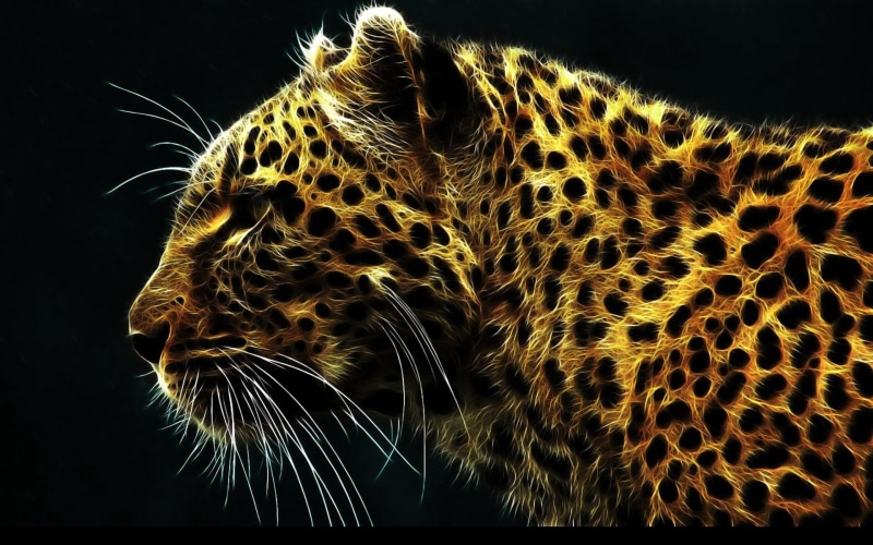 animal, black background, artwork, cheetah, nature, looking, 1080P, animals, animals in the wild, animal body part, leopard, domestic animals, leopard (animal)
