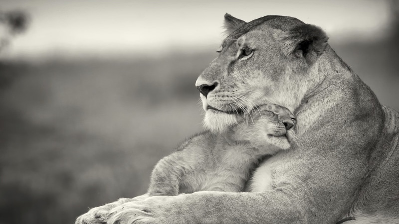 1080P, feline, day, no people, animal themes, animals in the wild, female animal, resting, monochrome, animals, lion, looking, baby animals, animal, pets
