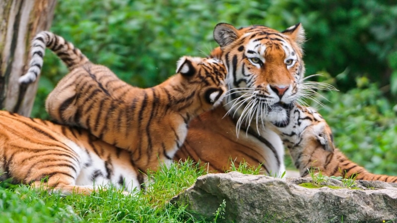 1080P, animal wildlife, outdoors, young animal, rock, animals, endangered species, whisker, cat, big cat, relaxation, mammal, baby animals, rock - object
