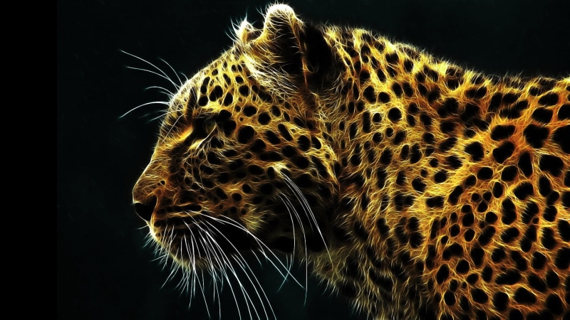 animal wildlife, animals in the wild, mammal, close-up, carnivora, one animal, feline, 1080P, leopard (animal), domestic animals, big cat, black background