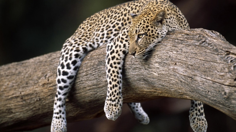 hunting, animal, leopard (animal), animal themes, animal body part, spotted, feline, cat, no people, animals, nature, animals in the wild, focus on foreground