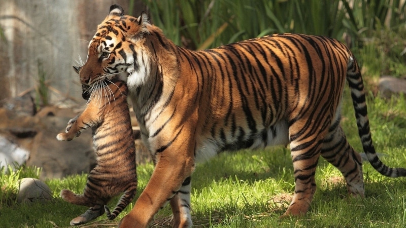 feline, cat, endangered species, tiger, animal, animal themes, no people, baby animals, nature, mammal, striped, plant, animals, vertebrate, one animal