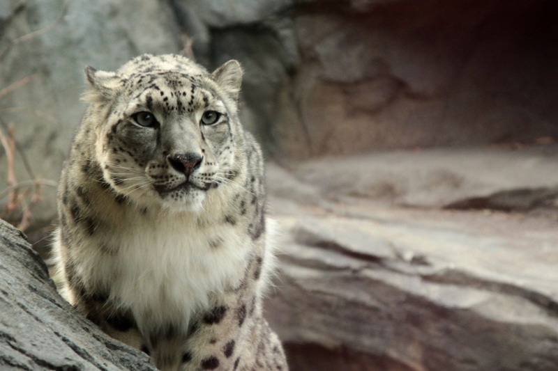black, animals, zoo, 2K, relaxation, no people, brown, day, looking at camera, vertebrate, animal wildlife, white tiger, big cat, carnivora, snow leopards