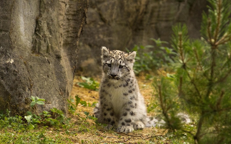 cub, snow, white, widescreen, baby animals, 1080P, black, leopard, resolutions, tiger