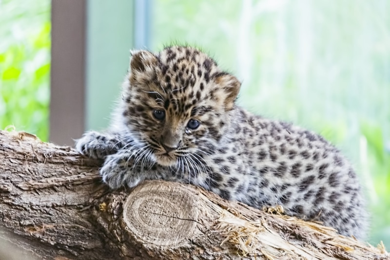 baby, wildcat, animal themes, wild cats baby, tree, no people, amur, feline, animal wildlife, day, 4K, baby animal, focus on foreground, wild cat baby
