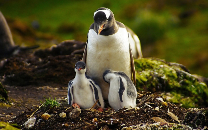 Baby, Penguin, Mother, 1080P