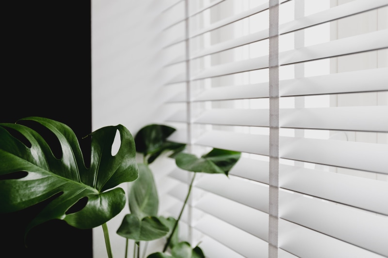 home interior, potted plant, pot, blinds, no people, architecture, 4K, green color, windowsill, monstera, day, gold, plant part, green, white color, leaf