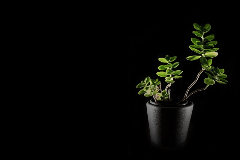 growth, food and drink, lighting, botany, succulent plant, pot, green Color, spring, nature, plant, copy space, studio shot, indoors, green, flowerpot