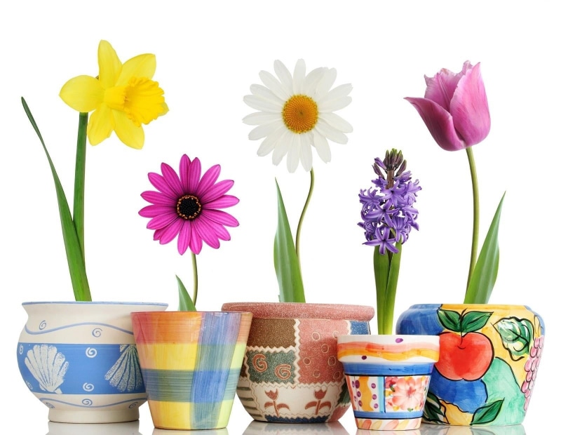 daffodil, flower, color, gerbera Daisy, white Background, flower arrangement, 720P, plant, pink Color, pots, purple, vulnerability, petal, yellow, backgrounds