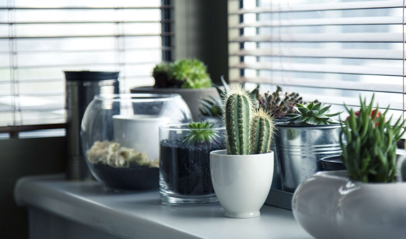domestic room, home interior, succulent plant, modern, pot plants, plant, window, window sill, plants, no people, herb, houseplants, table, decoration