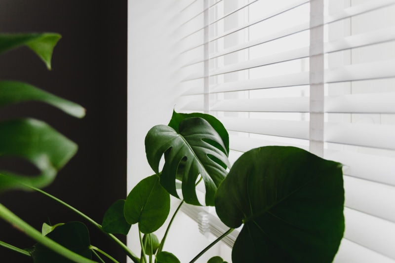 pot, leaf, wall - building feature, close-up, blinds, gold, no people, freshness, plant part, white color, green color, indoors, flora, houseplant, growth