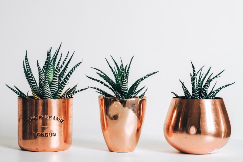 side by side, wall, no people, white background, food, herb, modern, indoors, gardening, rosemary, close-up, aloe, zebra plant, 3, tree, mid century modern