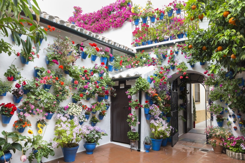patios de córdoba, potted plant, cordoba, 5K, architecture, tree, europe, flowering plant, entrance, flowers, building exterior, plant, building, flower