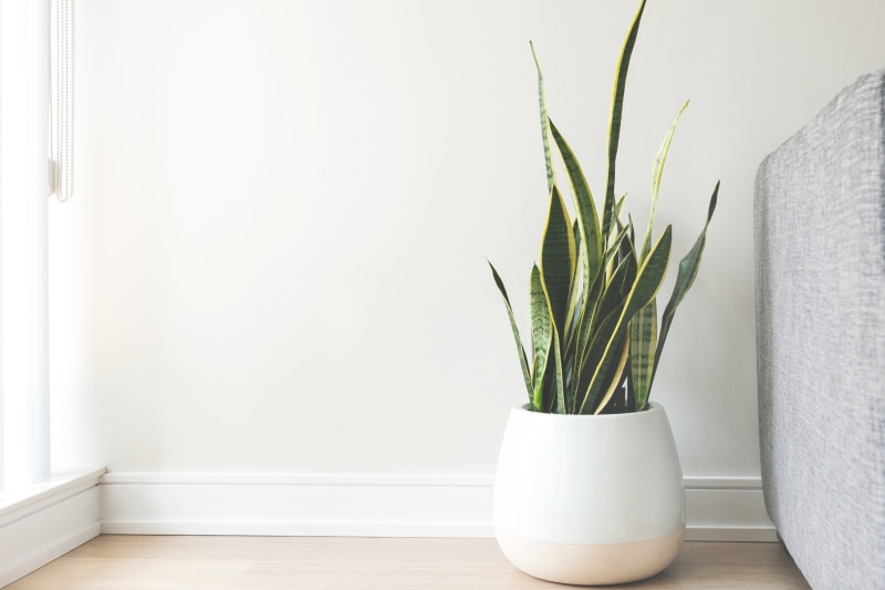 Living room, nature, plant, photo, white, bright, Furniture, vase, Home, houseplant, table, Leaves, wall - building feature, flower pot, home showcase interior