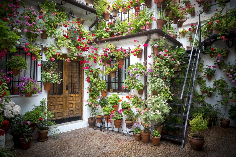 spring, plants, house, decoration, plant, outdoors, mud, window, spain, pots, flowers, building, entrance, leaves, cordoba, growth, flower, nature, andalusian patio