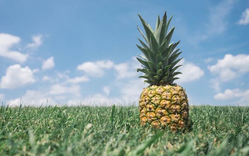 pineapple, nature, grass, plant, cloud - sky, sky, wellbeing, no people, growth, green color, land, food, food and drink, freshness, 1080P, agriculture