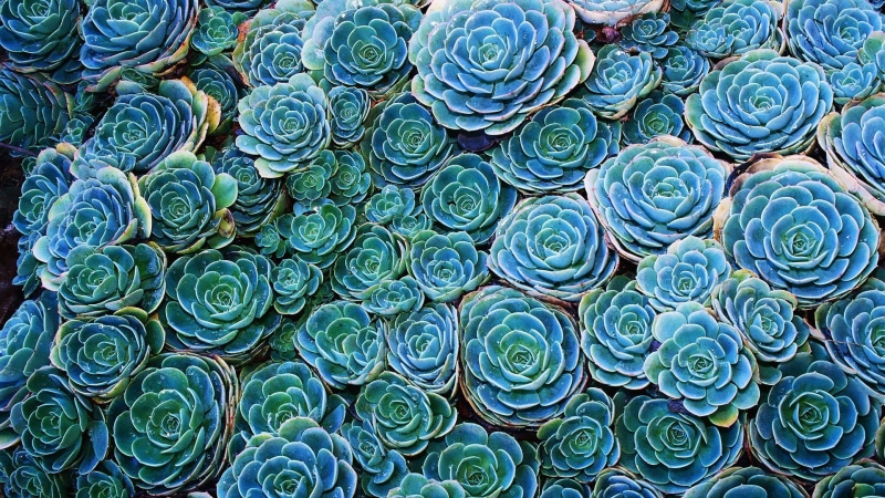 multi colored, still life, nature, large group of objects, abundance, macro, stack, close-up, turquoise, no people, repetition, outdoors, green color, blue